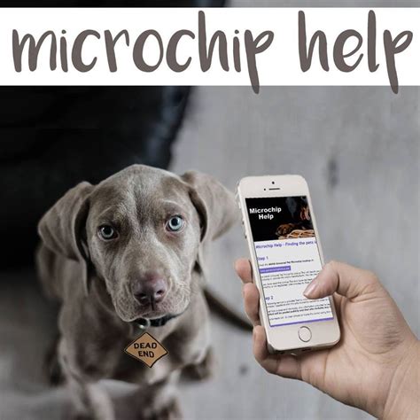 Why Do We Microchip Dogs