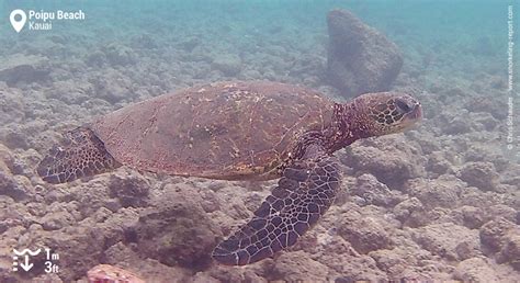 Snorkeling at Poipu Beach Park | Snorkeling in Kauai