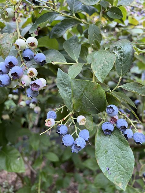 BLUEBERRY CARE - Washington County Master Gardener Association