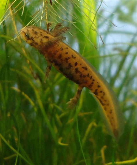 Chengonggensis Larva Caudata Org Newts And Salamanders Portal