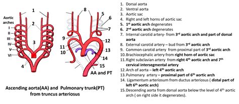 Definition Of Aortic Arches