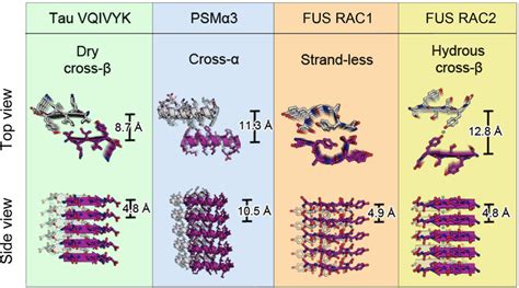 Structure Families Of Amyloid Fibrils The Amyloid Fibril Spine Of Tau