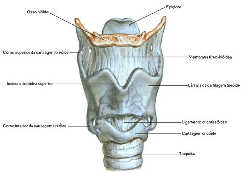 Anatomia Da Laringe