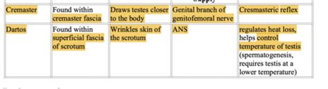 Fm Male Reproductive Flashcards Quizlet