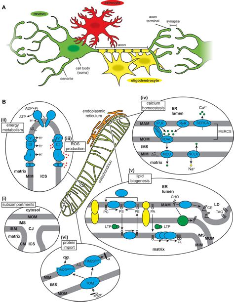 Frontiers Interactions Of Amyloidogenic Proteins With Mitochondrial