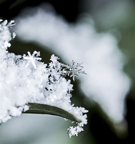 Images Gratuites Eau La Nature Branche Fleur Hiver Noir Et Blanc