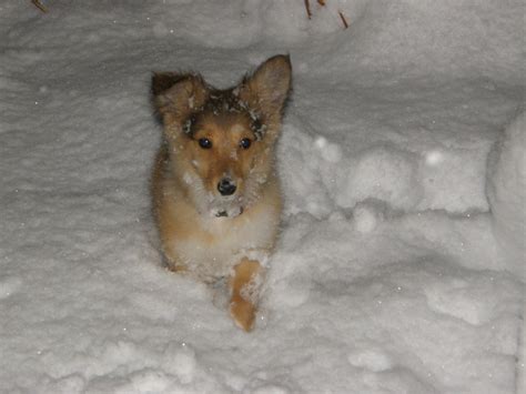 Sheltie Puppies For Sale : Dogs for Sale : Puppies for sale in Ontario ...