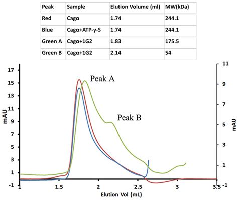 Analytical Size Exclusion Chromatography Of Cag Apoprotein And In The