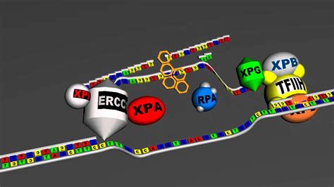 Types of Repair Mechanisms - DNA Repair Mechanisms