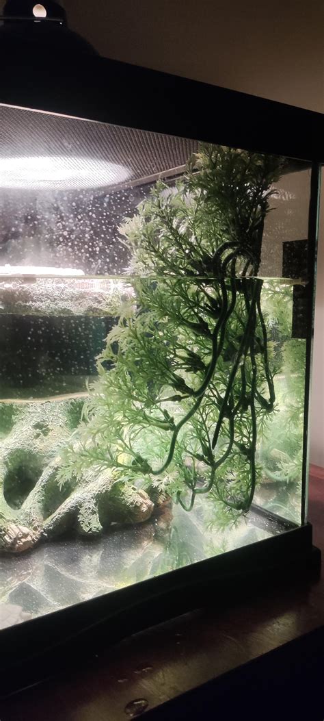 Could my baby painted turtle get stuck? : r/turtle