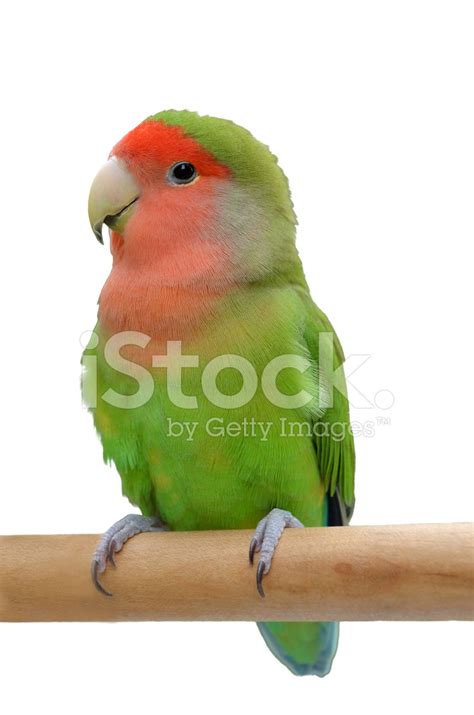 Parrot Sitting On A Stick Stock Photos