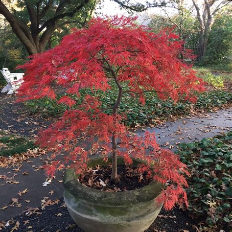 Red Japanese Maple Tree