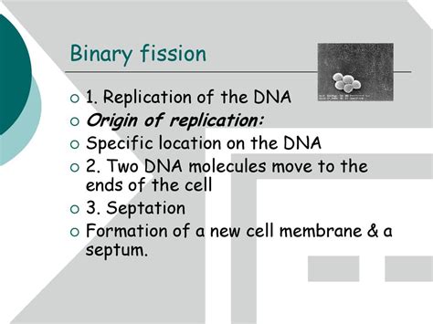 Mitosis Chapter Ppt Download