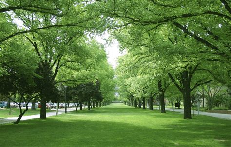 Il Viale Alberato Più Lungo Delle Alpi