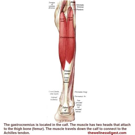 Gastrocnemius Muscle Knee Low Leg Ankle Arch Pain The Wellness Digest