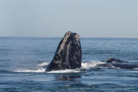 Trouvailles La Recherche Des Baleines Noires