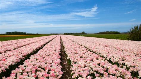 Pink Tulip Field with a Blue Sky Above Stock Image - Image of beautiful ...