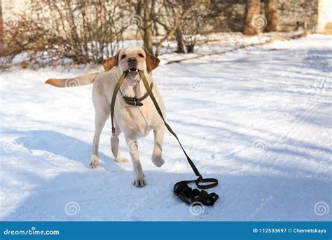 Cute Funny Dog Walking Outdoors Stock Image - Image of adorable, lead ...