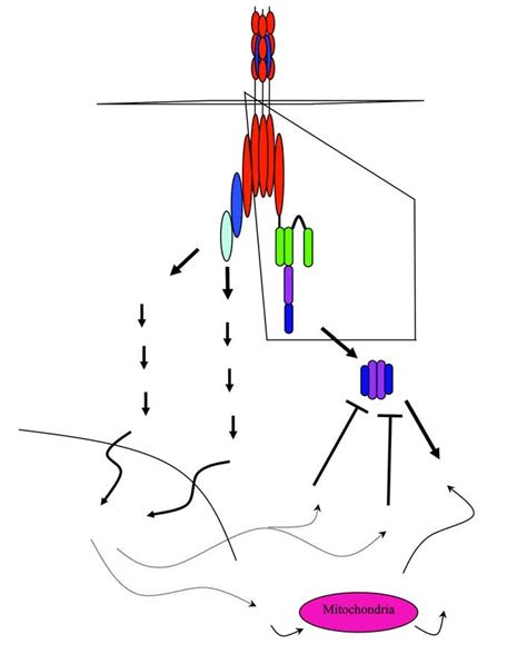 TRAIL Receptor Signalling Schematic Showing The Major Signalling