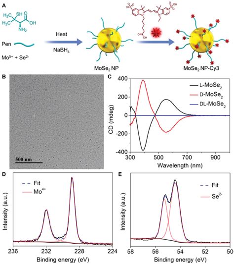 A Schematic Illustration Of The Chiral MoSe2 Nanoprobe Synthesis B