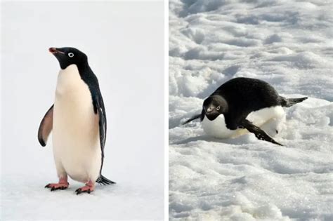 12 Ice-Cool Facts About Adélie Penguins [#9 Will Surprise You] - Polar ...