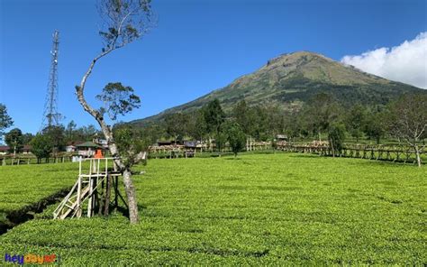 Kebun Teh Sikatok Wonosobo Harga Tiket Lokasi Jam Buka Dan Lainnya