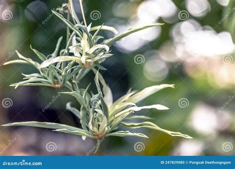 Air Purifying Tree are Plant for Absorb Toxins Air Stock Photo - Image of background, flower ...