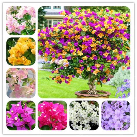 Bougainvillea Seeds Colorful Bougainvillea Spectabilis Willd Seeds