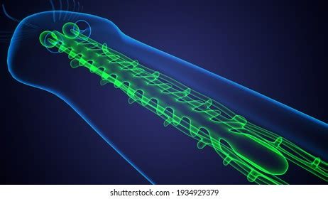 Planaria Flatworm Under Microscope 3d Illustration Stock Illustration ...