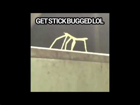 Get Stick Bugged Lol YouTube