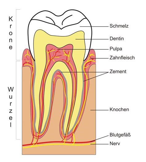 Zahnarztpraxis Bogenhausen Endodontie