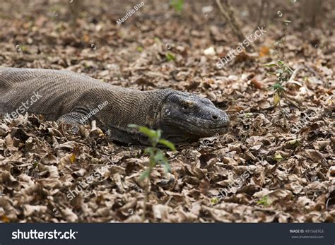 Komodo Dragon Indonesia Stock Photo 491568763 | Shutterstock