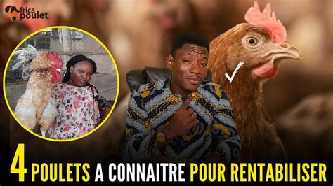 Partie Poulets Pour Rentailiser Son Projet De Poulet Local