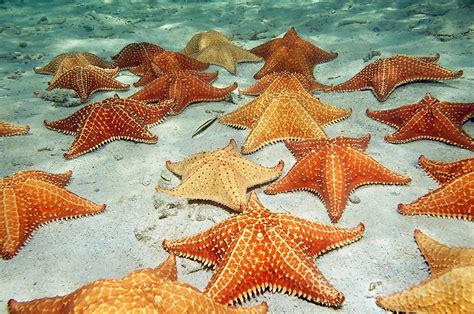 Do Starfish Have Eyes Worldatlas