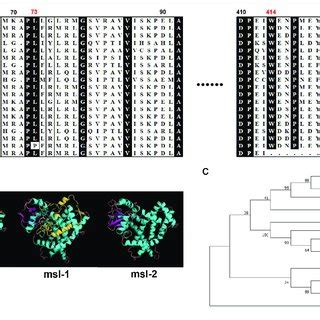 Bioinformatics Analysis Of Target Genes A Protein Sequence