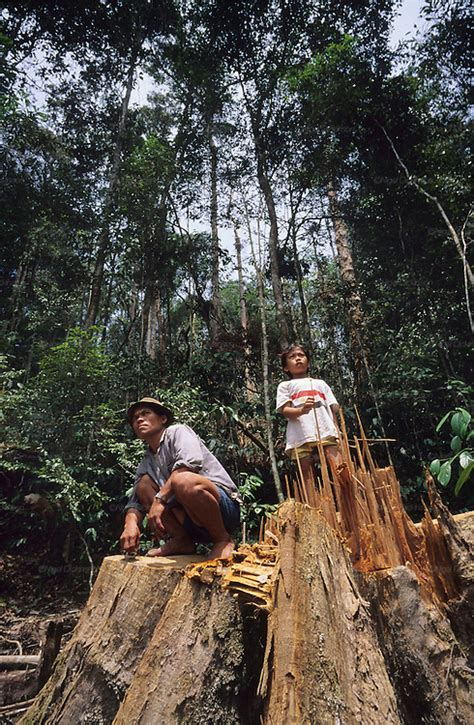 Logging Destruction Of Habitat Nomadic Penan Tropical Rainforest