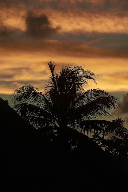 Premium Photo | Silhouette of a palm tree at sunset