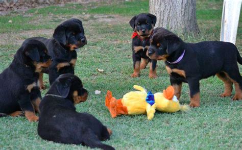 Rottweiler Temperament - Vanaheim Rottweilers