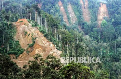 Indonesia Brasil Kongo Janji Akhiri Pembalakan Hutan Republika Online