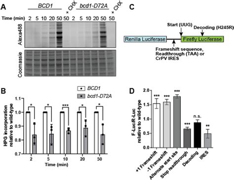 Ribosomal RNA 2 O Methylations Regulate Translation By Impacting