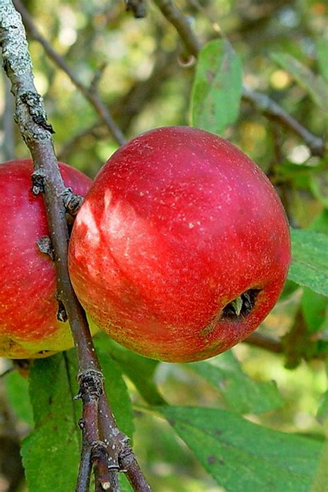 Buy Common Apple Malus Pumila Free Shipping Wilson Bros Gardens