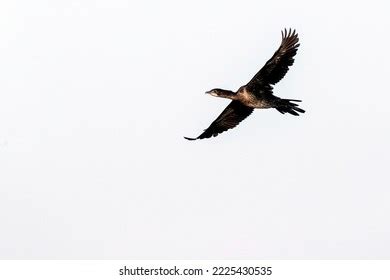 797 Pygmy Cormorant Stock Photos, Images & Photography | Shutterstock