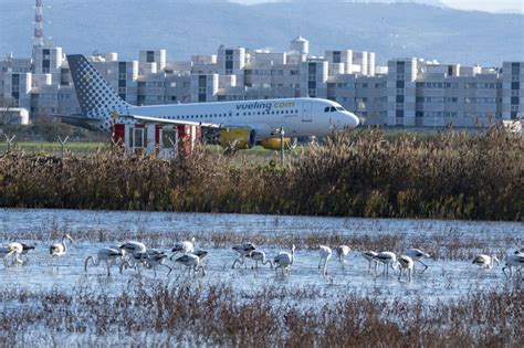 Firenze Lo Spettacolo Dei Fenicotteri Nel Lago Affacciato Sull