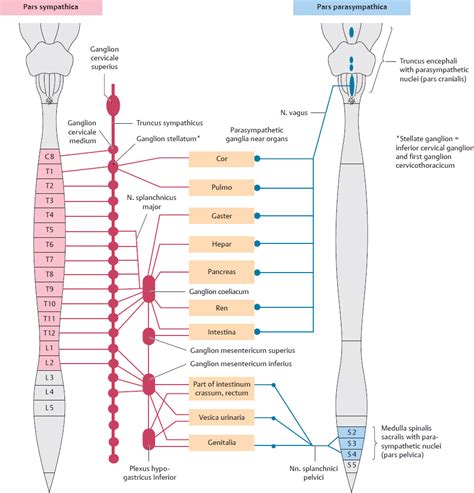 Get Schematic Diagram Of Autonomic Nervous System Images