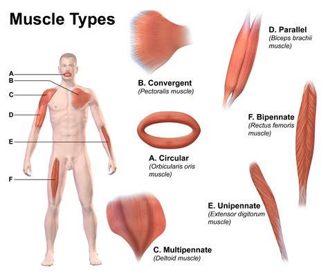 The Muscular System Human Nutrition