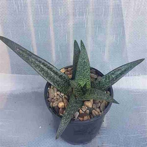 Gasteraloe El Supreme Succulents Buy Online Or Visit