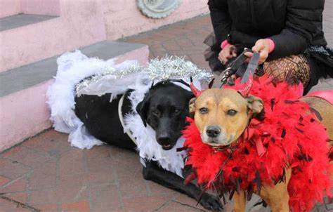 Krewe of Barkus Parade | New Orleans Local Mardi Gras Parades