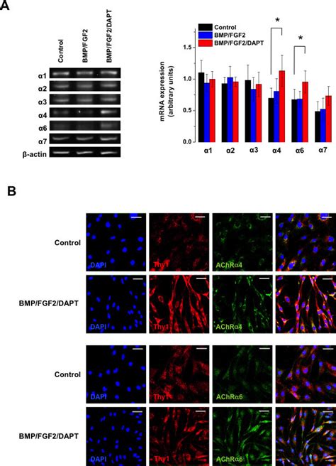 Notch Inhibition Leads To Upregulation Of Nicotinic And