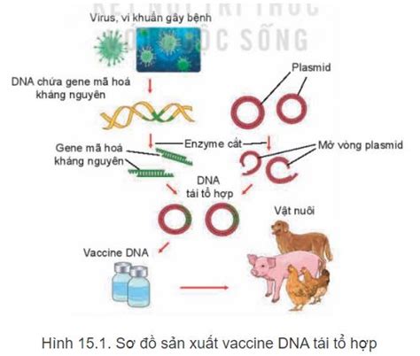 Ứng dụng công nghệ sinh học trong phòng trị bệnh vật nuôi Kết nối