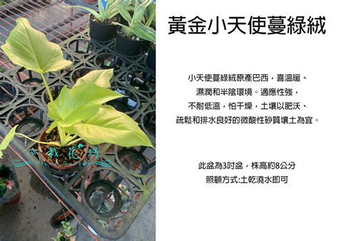 心栽花坊 黃金小天使蔓綠絨黃金木瓜3吋盆觀葉植物室內植物售價700特價600 Yahoo奇摩拍賣